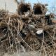 Фото «CAMP Алатоо». Искусственные гнезда для птиц