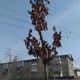 Фото читателей. Дорогие канадские клены