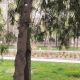 Фото Мээрим Акназаровой. Сквер у «Белого дома»