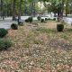Фото читателя 24.kg. В Бишкеке погибает Дубовый парк 