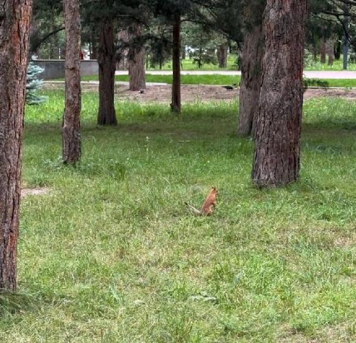 Эмиля Жээнбекова