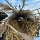 Фото «CAMP Алатоо». Искусственные гнезда для птиц