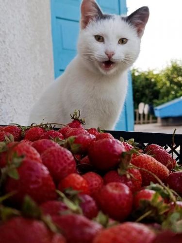 Василия Павлова