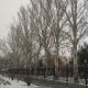 Фото Мээрим Акназаровой. Бишкек, парк Панфилова, 1 марта 2026 года