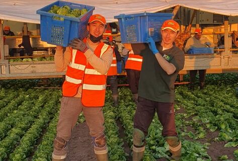 Кыргызстанцы в&nbsp;Великобритании: как работают и&nbsp;выживают на&nbsp;полях местных фермеров
