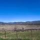 Фото Райхан Абдрайимовой. Село Ак-Кия, Узгенский район, конец марта 2026 года