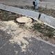 Фото читателя 24.kg. Вырубка деревьев