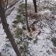 Фото читателя 24.kg. Спиленные деревья