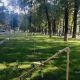 Фото читательницы. На бульваре Эркиндик сломали молодые деревья