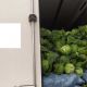 Фото ПС ГКНБ. В Баткенской области пресекли ввоз контрабандной капусты и клубники